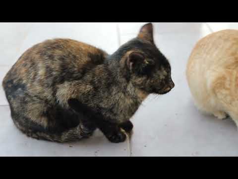 The Stray Cats of Greece