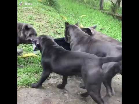 Cani feroci vogliono attaccare un uomo..... ANIMALI.IT