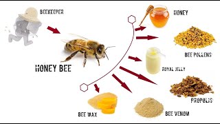 HONEYBEE PRODUCTS, Honey/ Bee pollens/ Bee venom/ Propolis/ Bee wax/ Royal_Jelly/ मधुमक्खी पालन #Bee