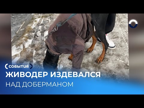 Проверка полиции после пыток над животным в Екатеринбурге