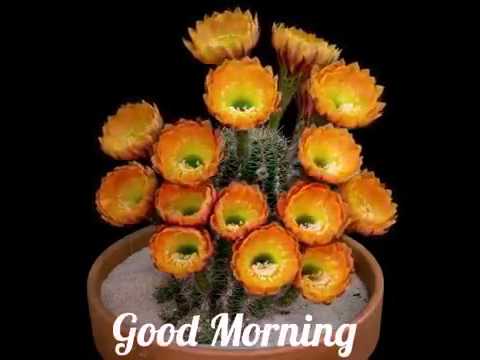 HI FRIEND GOOD MORNING