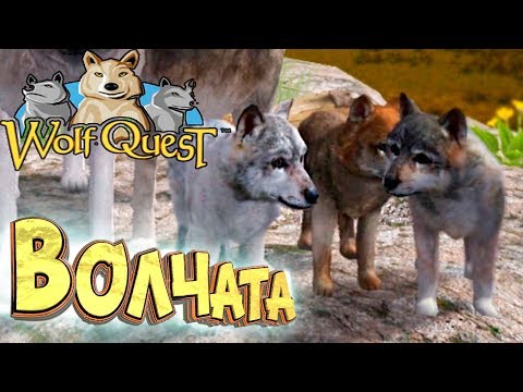 РАСТИМ ВОЛЧАТ - WolfQuest #3