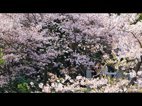 淡路島の桜の名所　洲本城跡