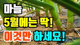 마늘 지금부터는 3가지만 관리하면 굵은마늘수확 물관리하는 방법 영양제종류 #마늘병충해 #마늘굵게키우기 #마늘…