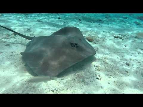 Maraamu Surfski - Post Race Ray and Shark Dive