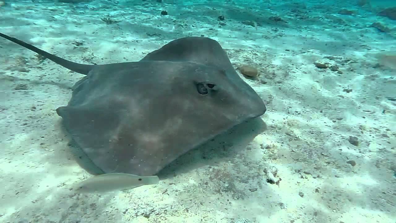 Maraamu Surfski - Post Race Ray and Shark Dive