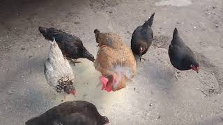 Alimentando as Galinhas pra uma boa produção de ovos - ( Parte 299 )