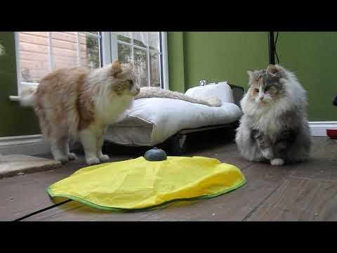 Padma is playing with Cat Meos