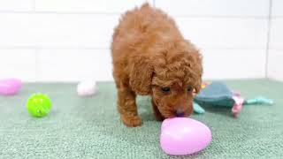 トイプードルの動画01