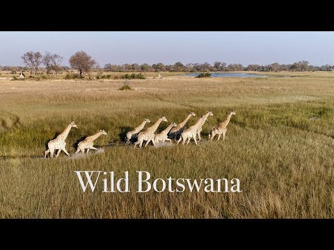 Best Drone Video of African Wildlife. Wild Botswana  4K