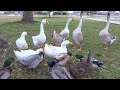 Feeding The Ducks Geese At The Park