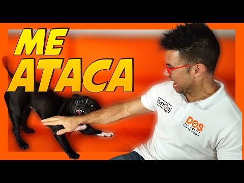 Mi PERRO me ataca 🐶😖 | ¿Qué hacer? 📝 | Adiestramiento Canino