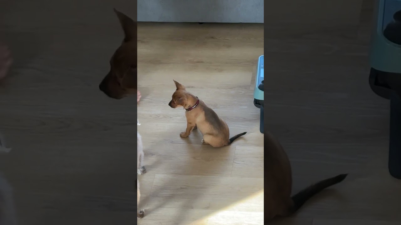 Enlarge Mr. Smarty Pico, an adopted mixed breed in Ridgefield, WA video 5/5