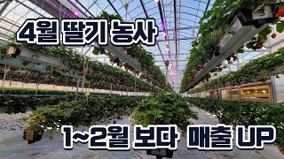 4월 딸기농사 달려볼까? / 스마트팜