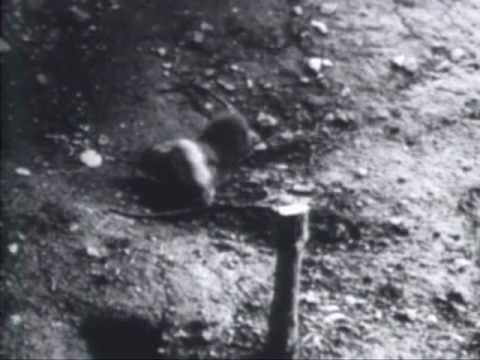 2nd YouTube video about are norway rats dangerous