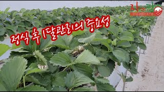 딸기 정식 이제 시작하셨죠? 자 1달 관리 방법은??