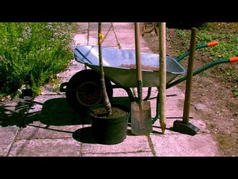 Wie pflanze ich einen Baum - Baumschule