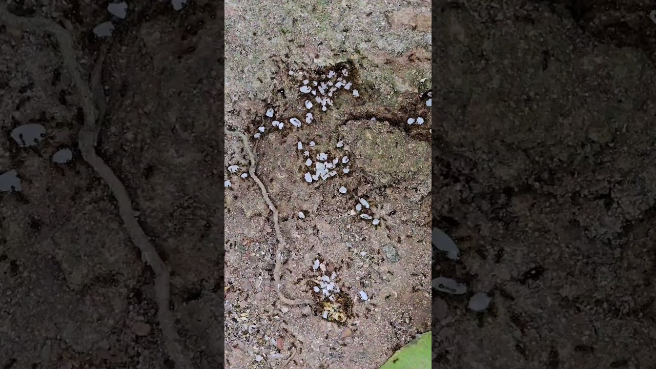 "VR Experience: The Ant Army Marching to Gather Food for Winter"