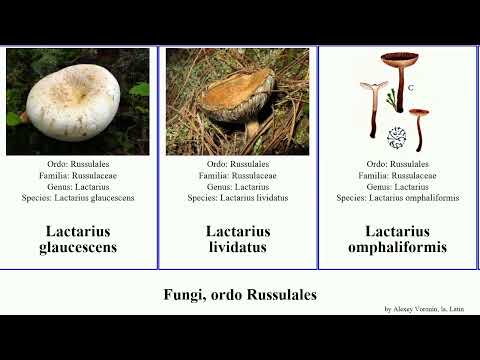 Fungi, ordo Russulales lactarius fungus amara modesta glaucescens Jammy Baltazaria camphoratus