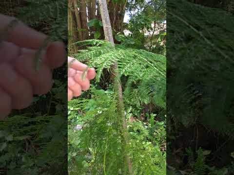 Asparagus fern, invasive backyard plant. #yardreclamation #plantremoval #plants #backyardgarden
