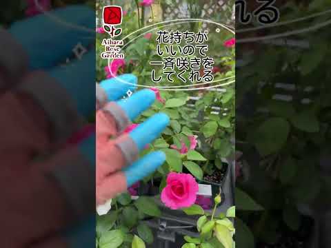 最も香りのよいバラの品種トップ 5: 歴史、栽培、維持管理  庭園