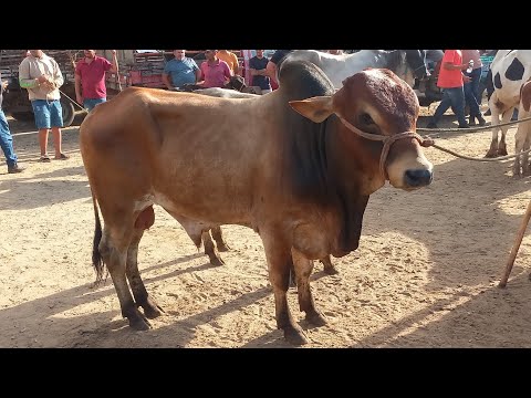 FEIRA DO GADO EM CAMPINA GRANDE-PB 11-03-2026 
