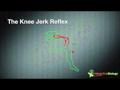 023 How Reflexes Work (Knee jerk and eye blink)