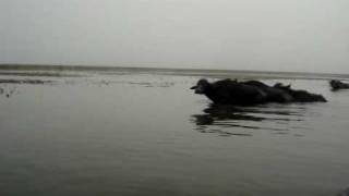 preview picture of video 'Water Buffalo Khuzestan'