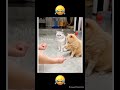 Bubloo Solluvan Dubbing Dappa Funny Cat Shorts Comedy Shortsfeed Catvideos Funnyanimals