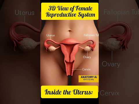 Inside the Uterus: 3D View of Female Reproductive System