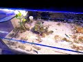 Sea Slugs - Nudibranch Aquarium