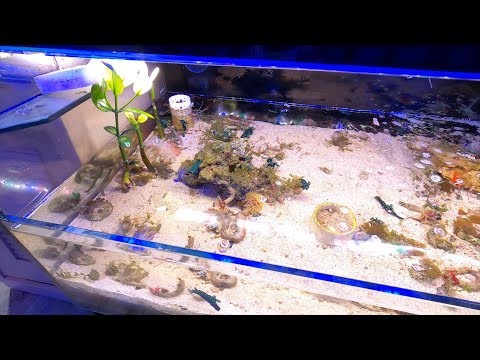 Sea Slugs - Nudibranch Aquarium