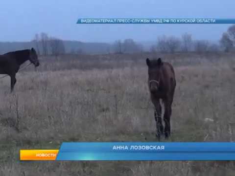У курянки украли двух лошадей