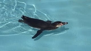 preview picture of video '日立市かみね動物園のペンギン Penguins in Hitachi Kamine Zoo'