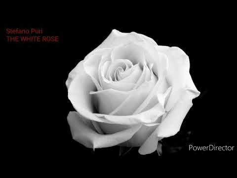 Stefano Puri - THE WHITE ROSE