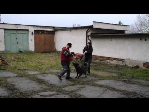 pes - Josef Čonka DSC 0522