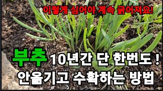 부추 이거를? 넣고 심으면! 그자리에서 10년간 안옮기고 계속 잘라서 먹어요! #부추재배 #부추키우기 #부추…