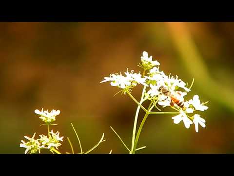 4K NATURAL BEAUTY || CLOSE TO NATURE WITH PS || @PARIMAL SAHA