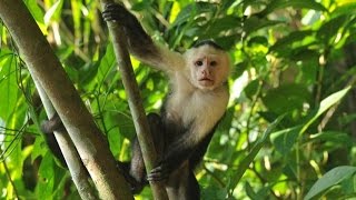 Jungle Sounds With Relaxing Thunderstorm Monkeys Birds Rain 4Hrs Long