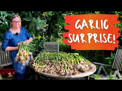 GARLIC HARVEST 2023 - with a few surprises along the way!