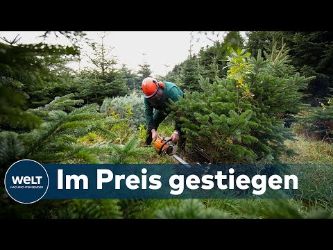 CORONA-WEIHNACHT: Deswegen werden die Weihnachtsbäume dieses Jahr etwas teuerer