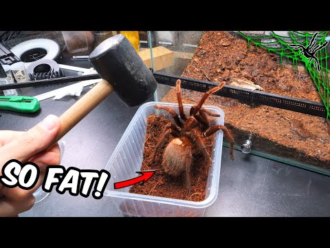 I Received THE FATTEST TARANTULA Ever!