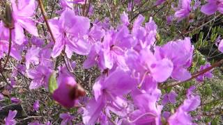 トウゴクミツバツツジ(東国三葉躑躅)