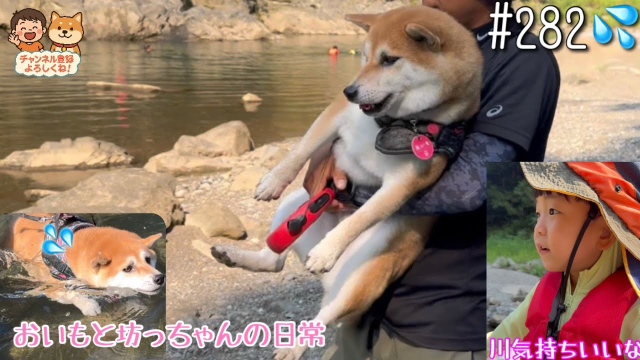  【おいもと坊っちゃんの日常#282】　坊っちゃんの川遊び👦🏻✨おいもは水、泳ぎに挑戦!?🐕💦家族で自然を満喫しましたみどり🏞️✨