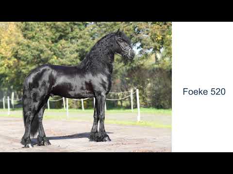 KFPS stamboekhengst Foeke 520