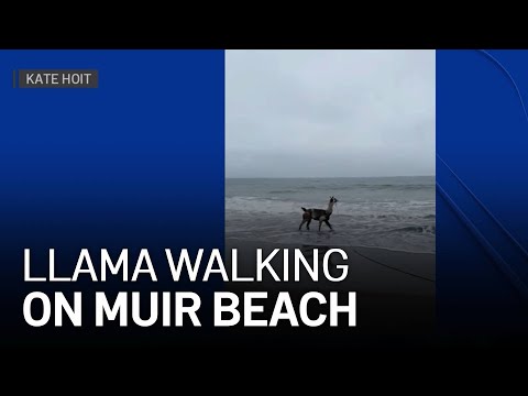 Llama Spotted Walking on Muir Beach in Marin County