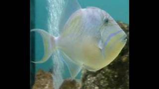 Fleetwood Mac - When I see you again