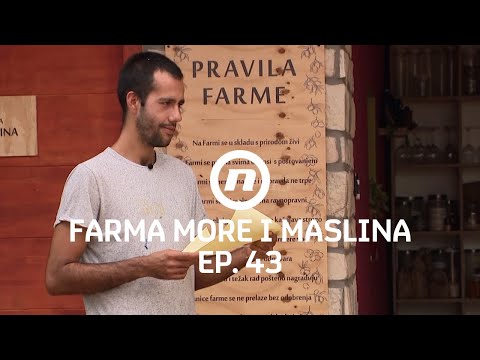 Nisu ni znali što im se sprema - Epizoda 43 | Farma More i Maslina