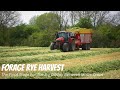 FORAGE RYE HARVEST The Final Stage For The Big Daddy Between Maize Crops