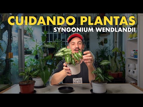 , title : '🪴 Aprendé todos los cuidados del Syngonium wendlandii y llevalo a su punto máximo de crecimiento 🙌🏻'